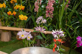 ¡Llegó el momento de FLORECER! Regresa al Jardín Botánico de Medellín la feria de la flora, las tradiciones y la conservación de la biodiversidad