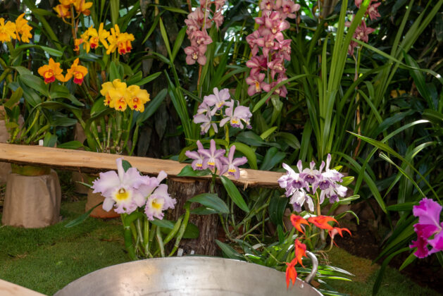 ¡Llegó el momento de FLORECER! Regresa al Jardín Botánico de Medellín la feria de la flora, las tradiciones y la conservación de la biodiversidad