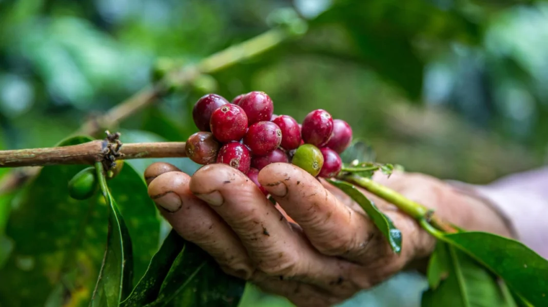 Producción y exportación de café en Colombia: cifras positivas del primer semestre 2024