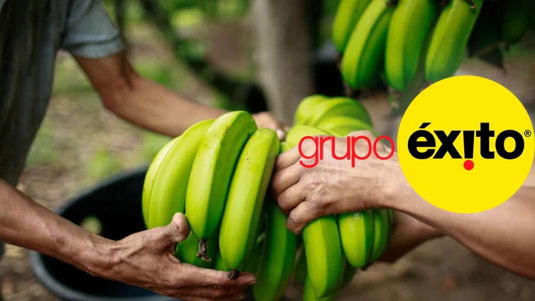 En una alianza para impulsar la comercialización justa en Chocó, el Gobierno y Grupo Éxito garantizan precios estables y pagos oportunos para productos agrícolas de comunidades que sustituyen cultivos ilícitos.