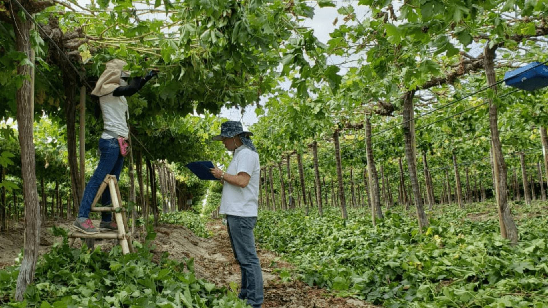 Así ha mejorado el sector agroindustrial en el Valle del Cauca y Pacífico con la colaboración público-privada