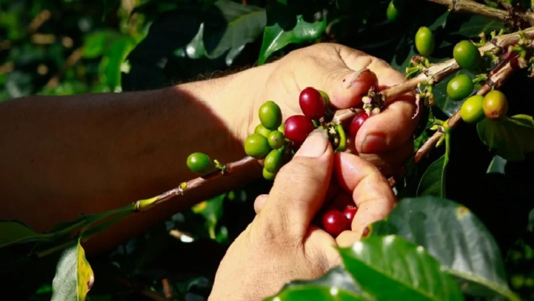 Colombia registra aumento del 13,1% en exportaciones agropecuarias en julio 2024