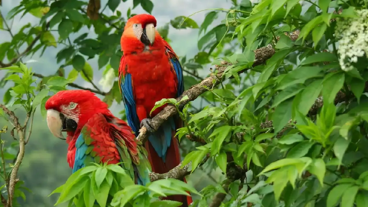 Biodiversidad Colombia