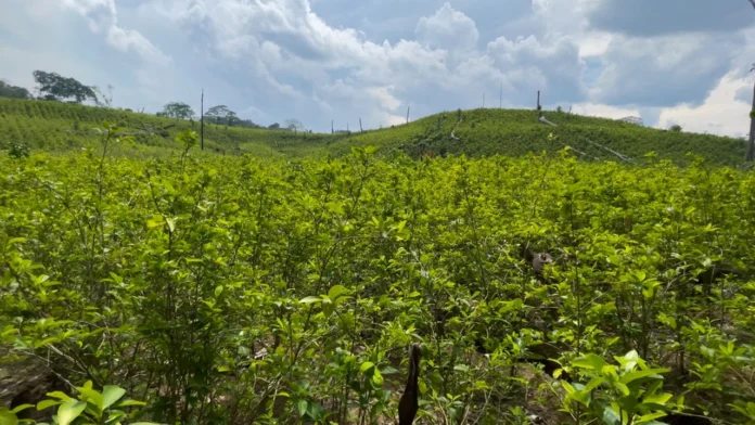 La propuesta del presidente Gustavo Petro de comprar los cultivos de coca en regiones como El Plateado, Cauca, parece destinada a repetir errores del pasado, como ocurrió durante el gobierno de Juan Manuel Santos.