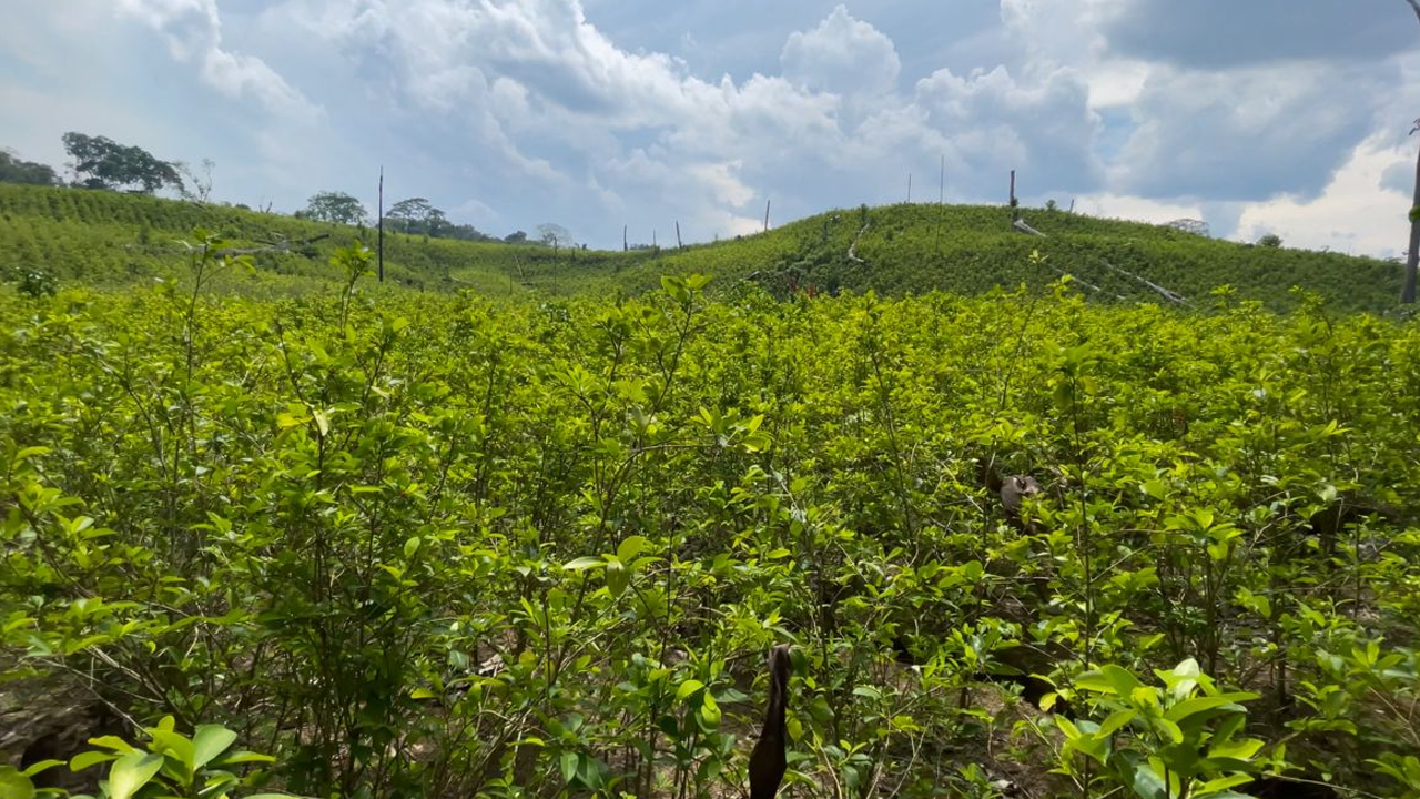 La propuesta del presidente Gustavo Petro de comprar los cultivos de coca en regiones como El Plateado, Cauca, parece destinada a repetir errores del pasado, como ocurrió durante el gobierno de Juan Manuel Santos.