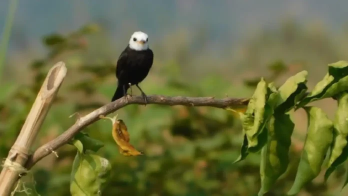 Colombia es número 1 en avistamiento de aves a nivel mundial; cop16