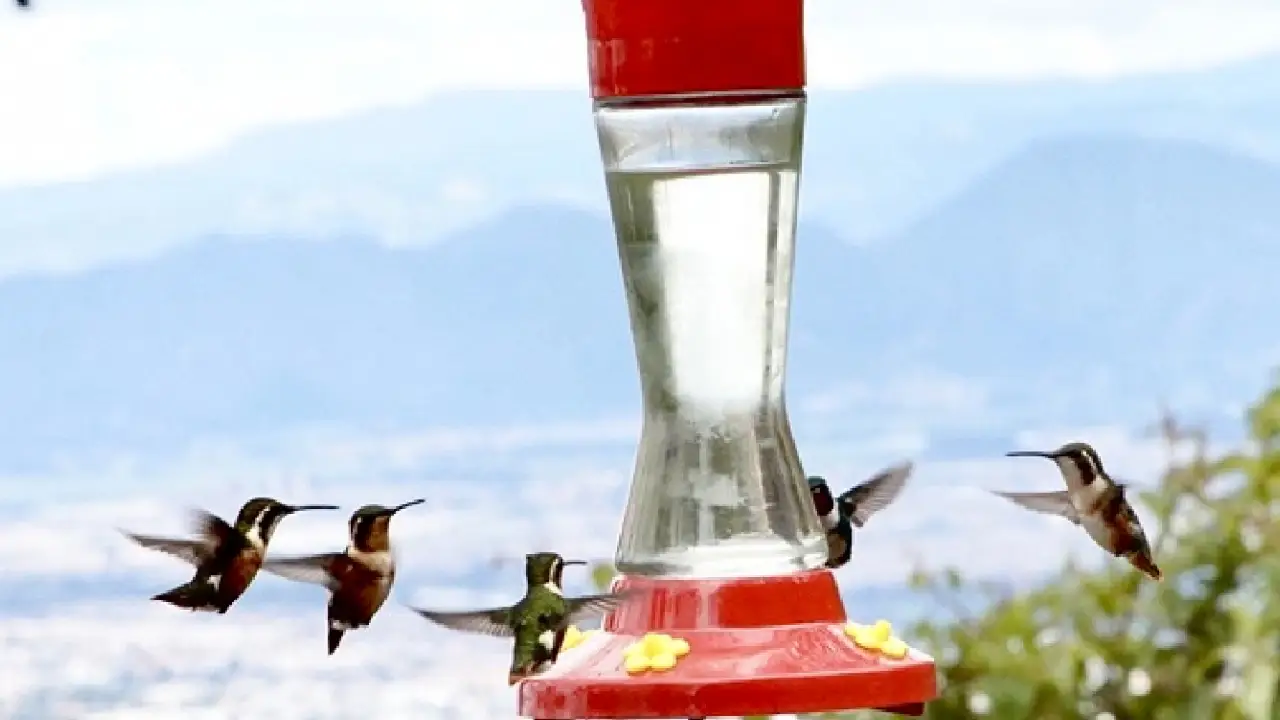 Colombia es número 1 en avistamiento de aves a nivel mundial