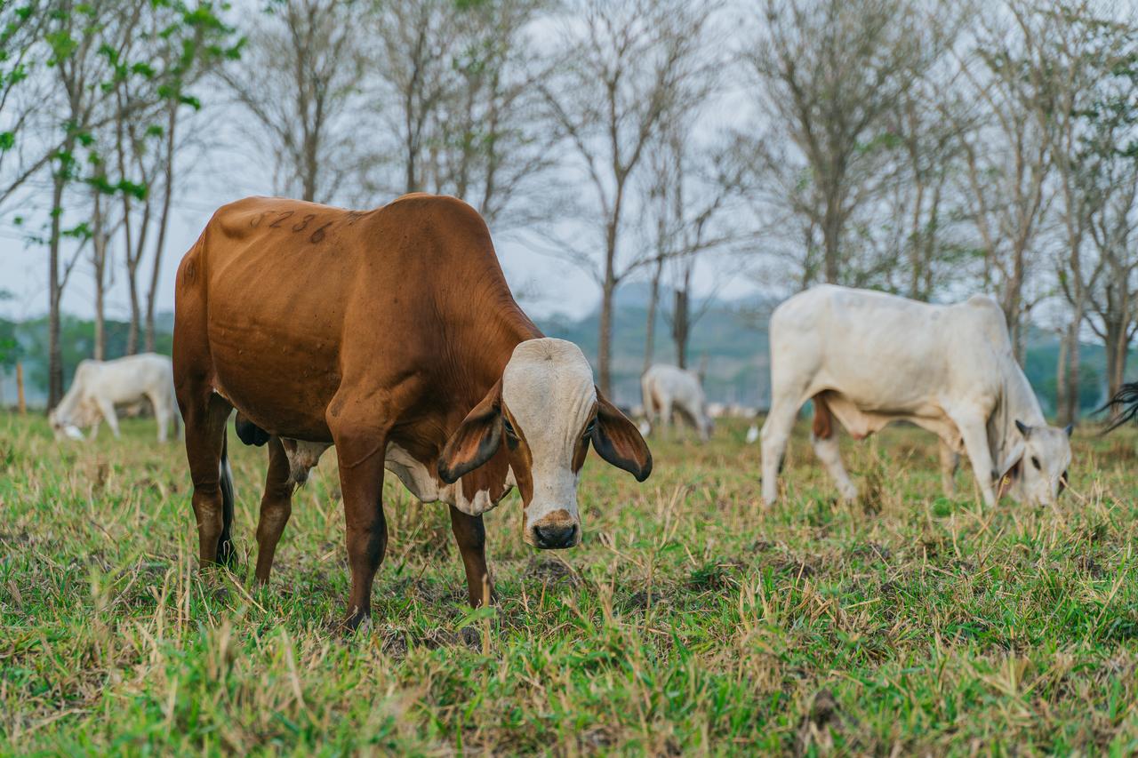 Más de 500 desembolsos de Bancolombia impulsan proyectos de sostenibilidad en el campo colombiano