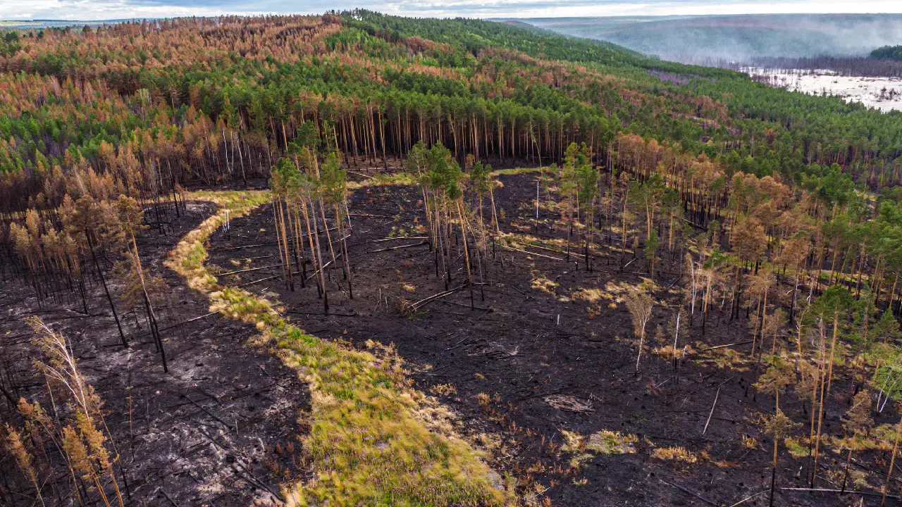 Incendios forestales; cambio climático