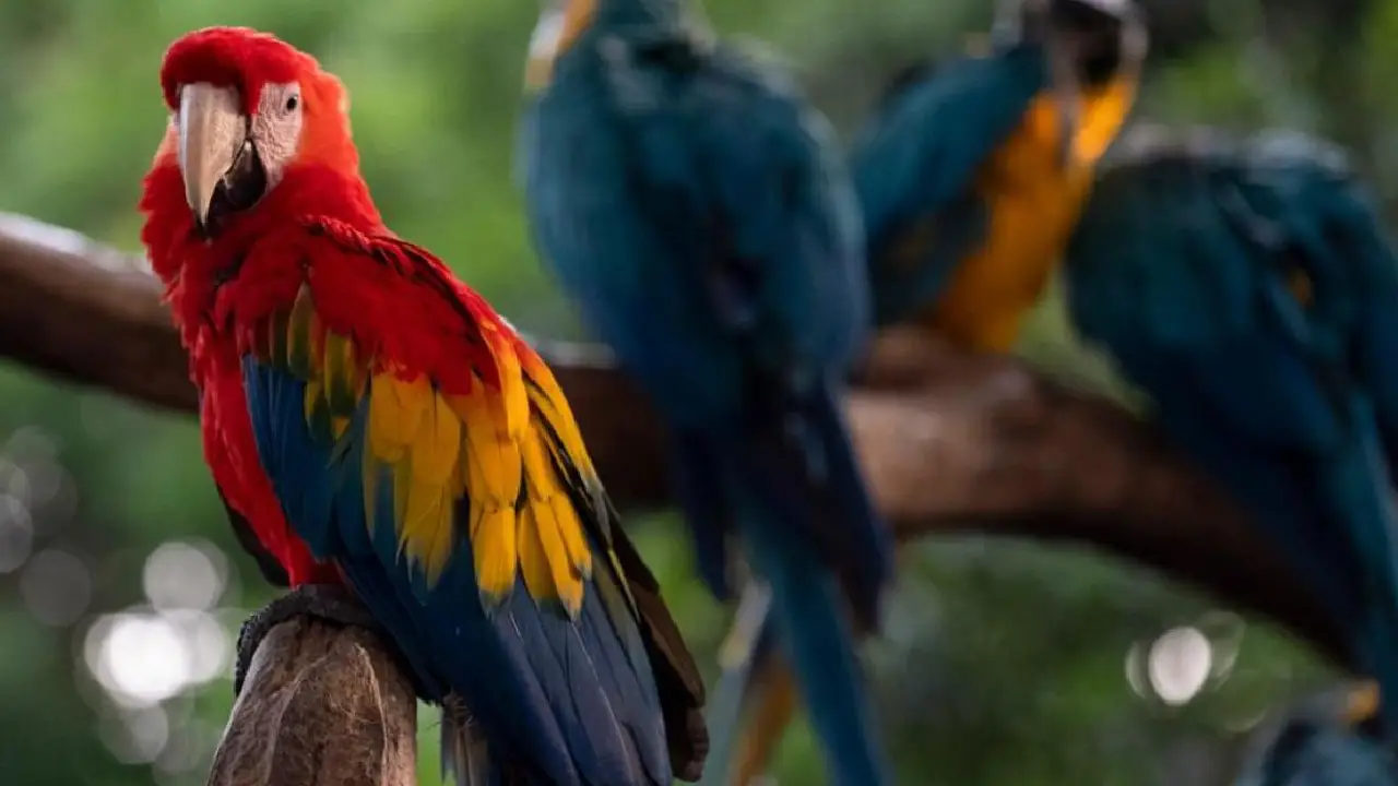 SURA presenta himno nacional con sonidos de la biodiversidad en la COP 16