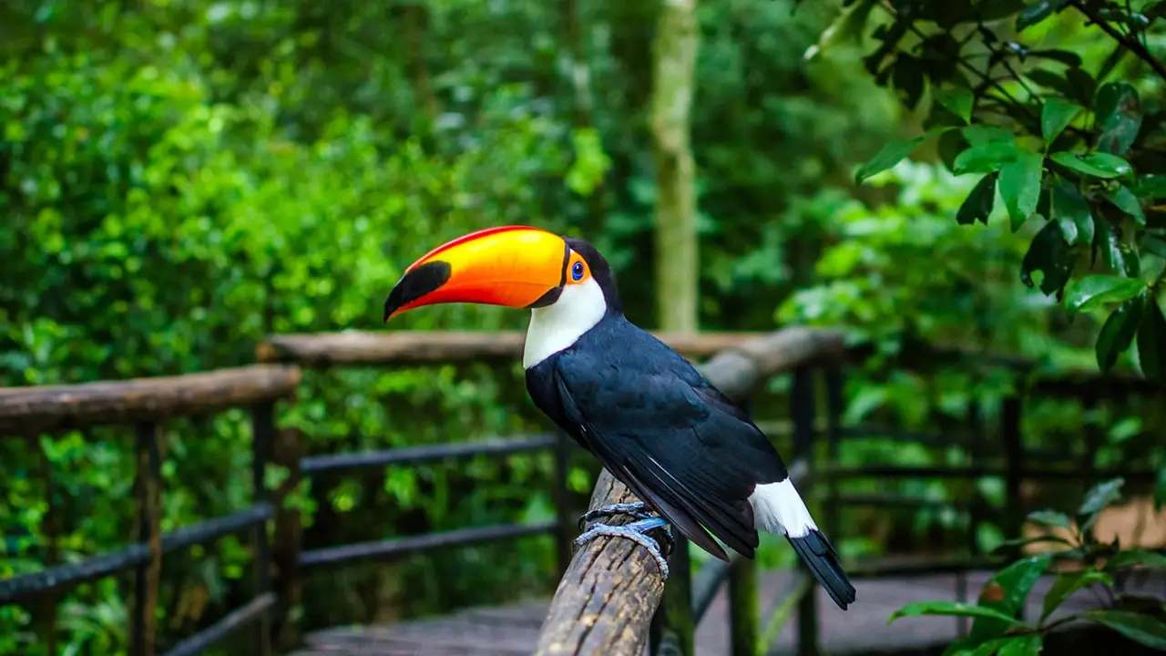 SURA presenta himno nacional con sonidos de la biodiversidad en la COP 16