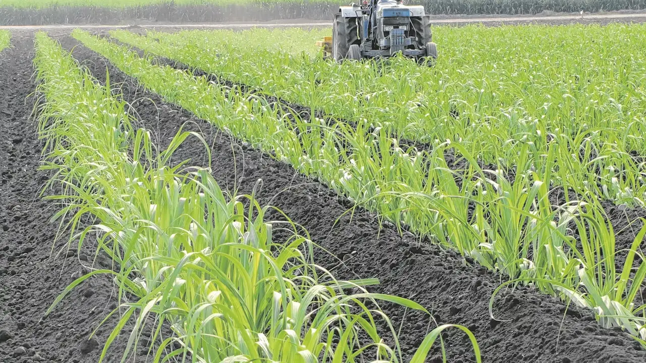 Asocaña impulsa la construcción de un corredor biodiverso en Colombia