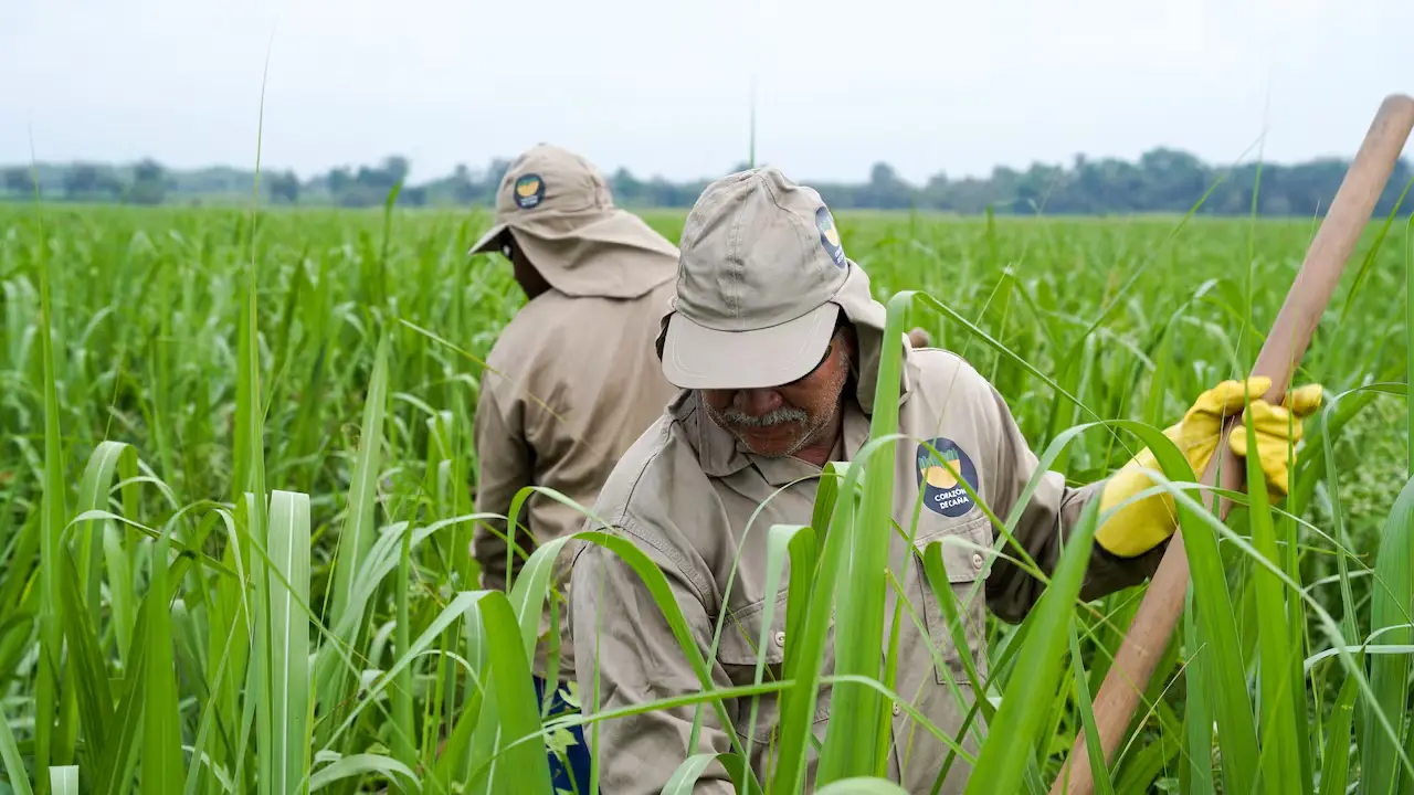 Asocaña impulsa la construcción de un corredor biodiverso en Colombia