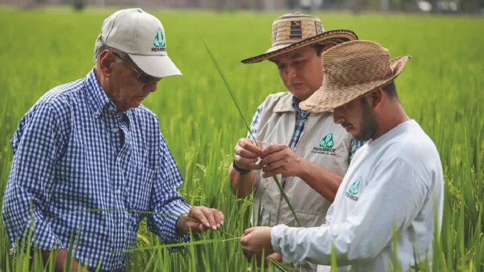 ¿De qué se trata el nuevo acuerdo entre Fedearroz y FNG que promueve la economía de Agricultores?