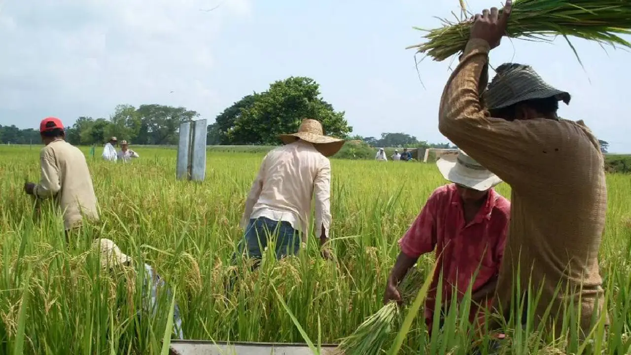 ¿De qué se trata el nuevo acuerdo entre Fedearroz y FNG que promueve la economía de Agricultores?