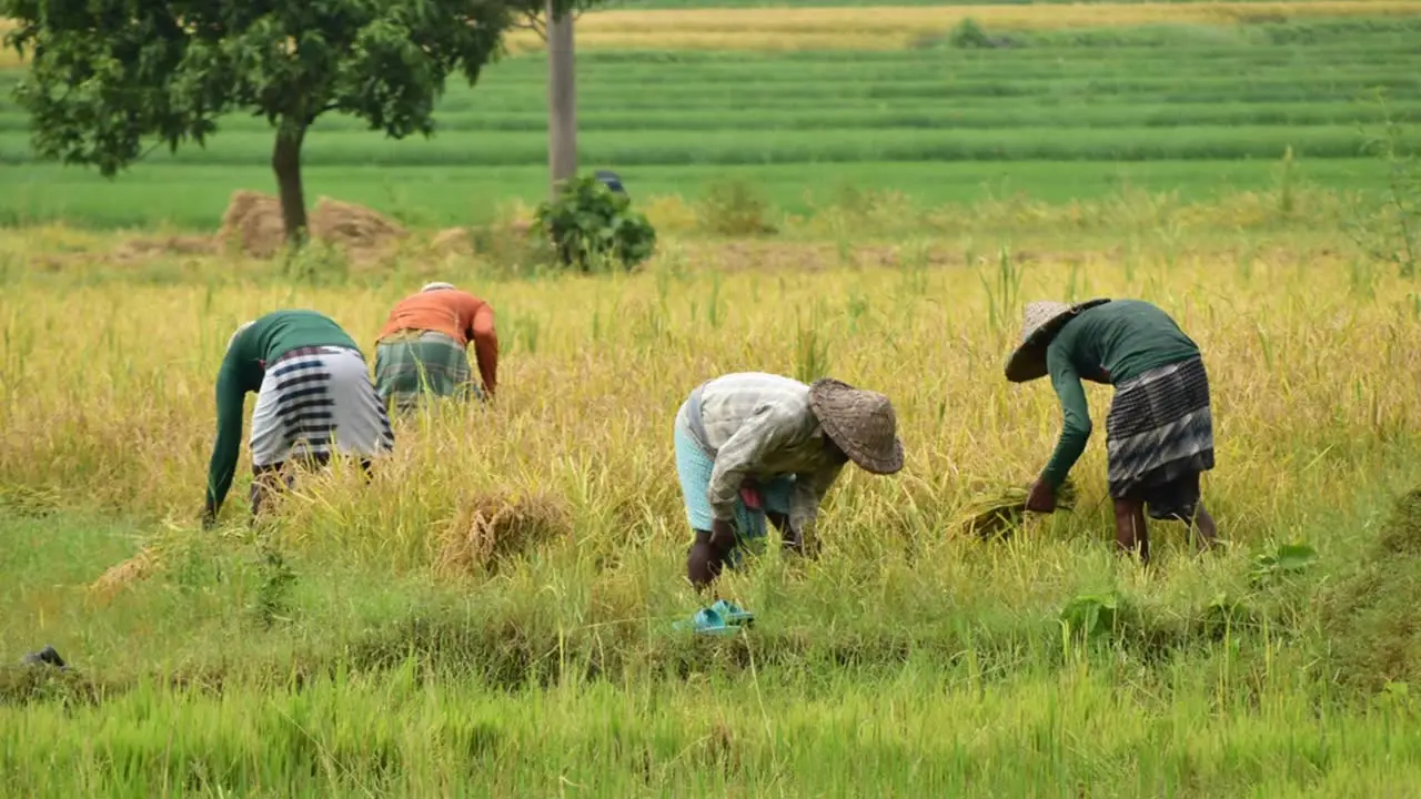 ¿De qué se trata el nuevo acuerdo entre Fedearroz y FNG que promueve la economía de Agricultores?