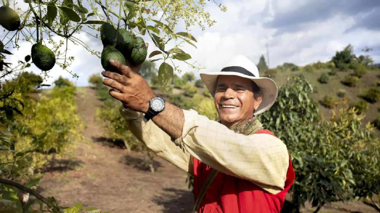 aguacate