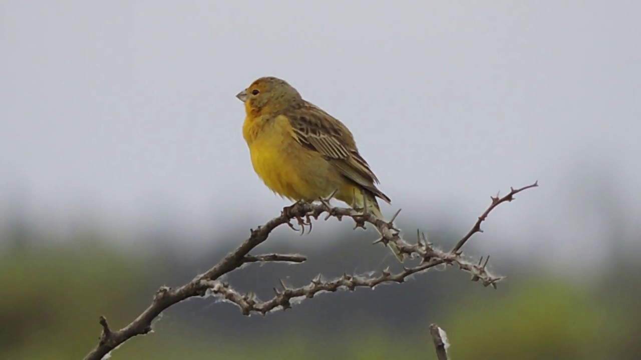 Bogotá se prepara para el Festival de Aves de la Quinta en el marco de la COP16