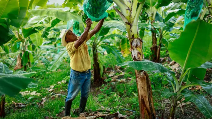 El sector agropecuario permitió disminuir el desempleo en Colombia: vea las cifras