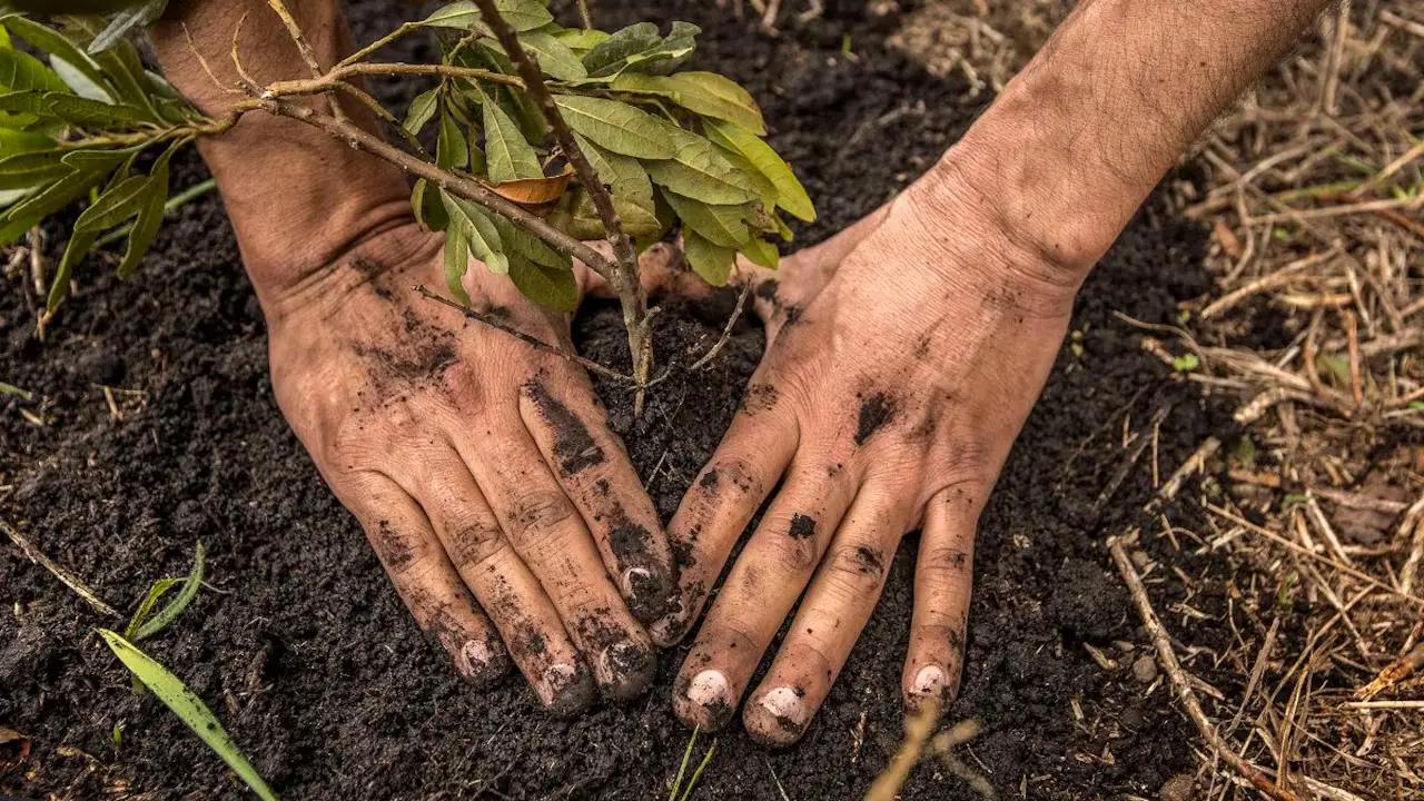 Cali Inicia sembratón: 15,000 nuevos árboles para la restauración ambiental