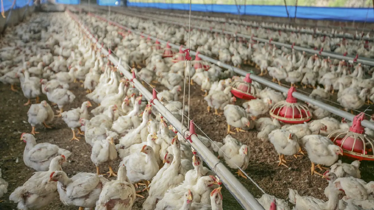 Fenavi lidera el proceso de admisibilidad del pollo colombiano en China