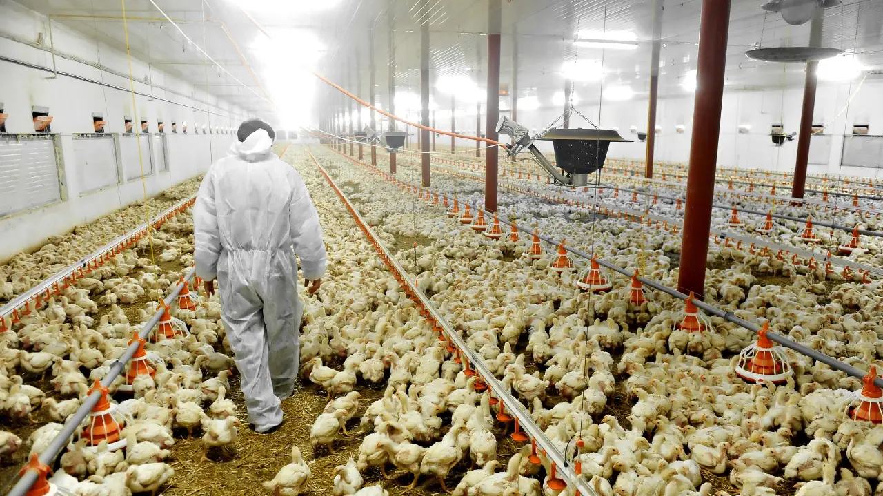 Fenavi lidera el proceso de admisibilidad del pollo colombiano en China