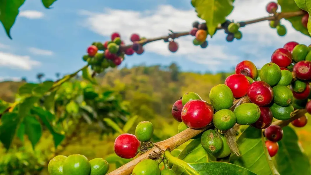 Cartagena y la Cumbre Cafetera 2023: clave en el futuro del café colombiano