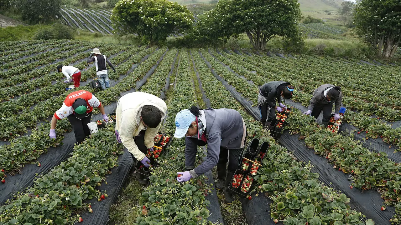 Fenalce y el Ministerio de Agricultura impulsan estrategias para fortalecer el sector agropecuario de Colombia