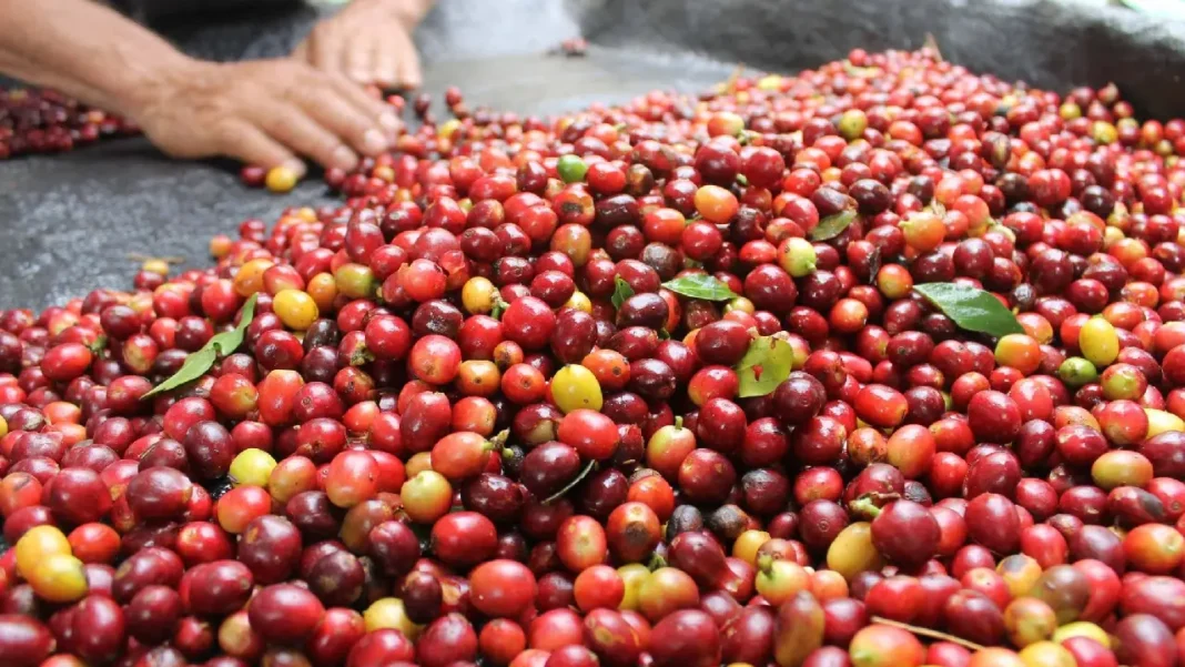 El impacto del cambio climático y las regulaciones en el aumento de los precios del café arábica