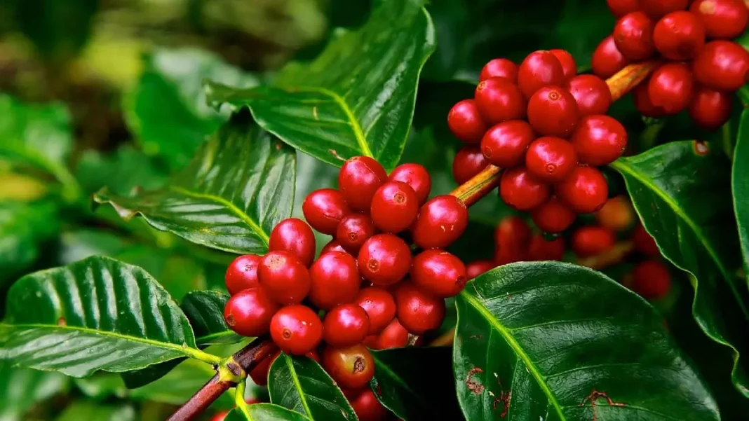 Lluvias en Colombia comienzan a impactar sector caficultor: volumen producido cayó en abril