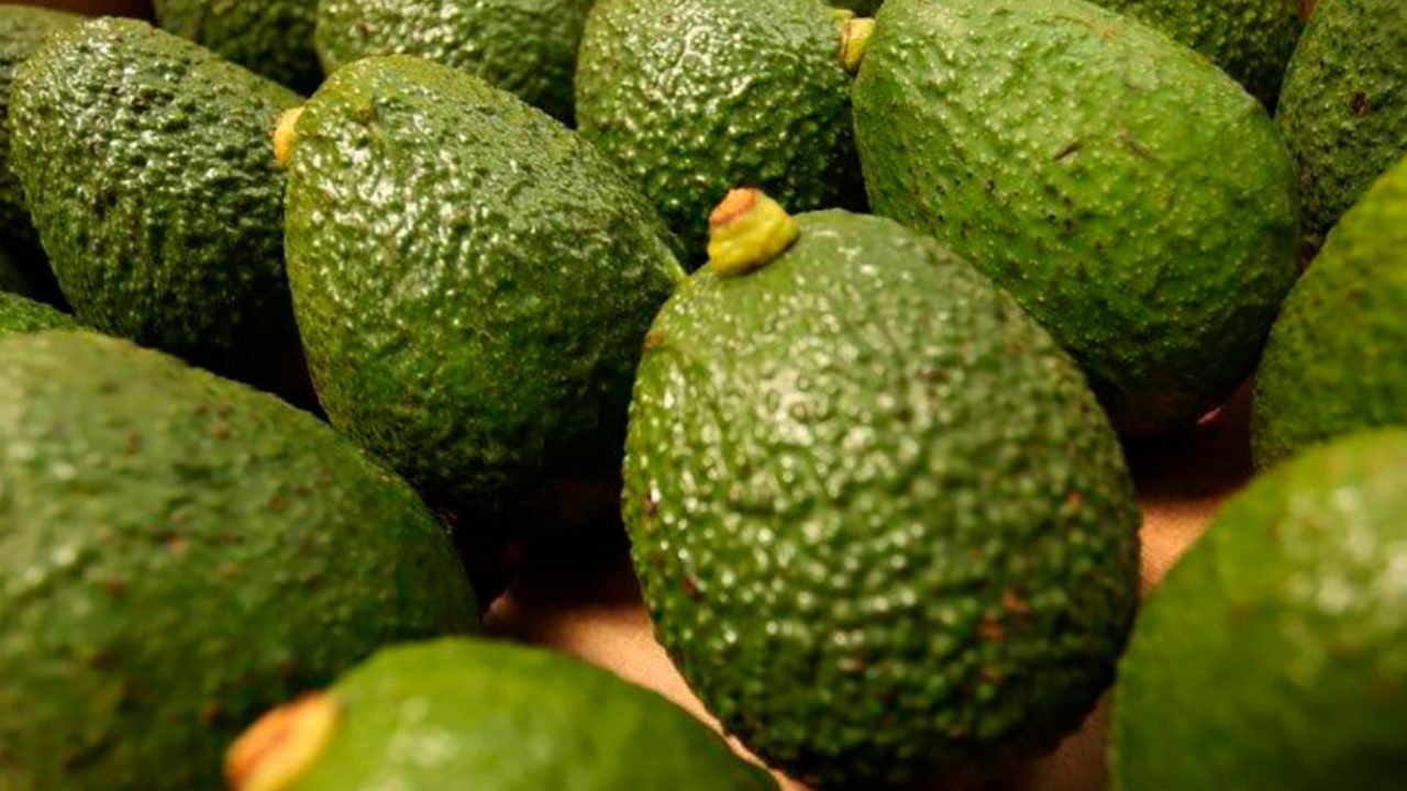 Desde el Pacto Histórico proponen prohibir el cultivo de aguacate has en algunas partes de Colombia