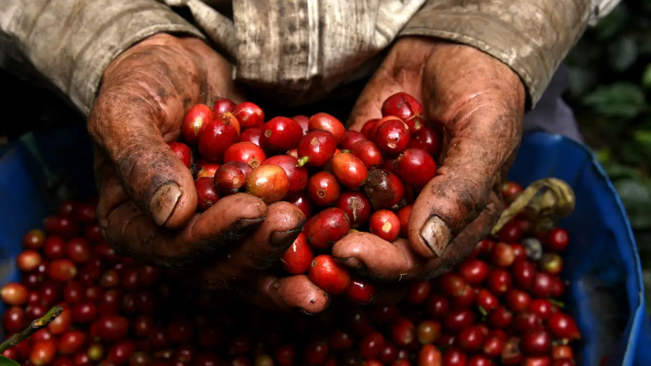 Producción de café colombiano entre marzo de 2024 y febrero de 2025 es la más alta en 29 años