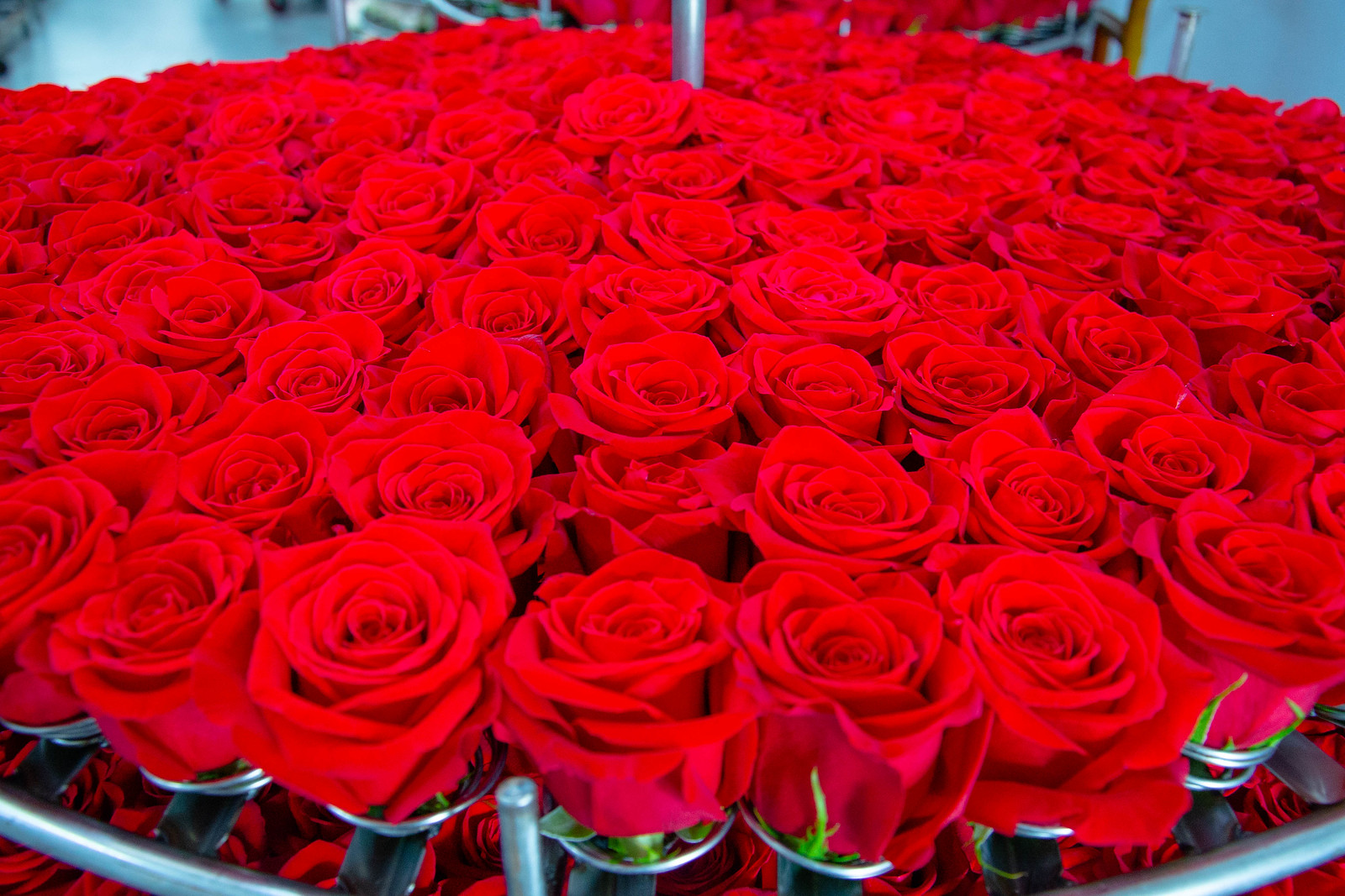 El trabajo conjunto para posicionar las flores colombianas