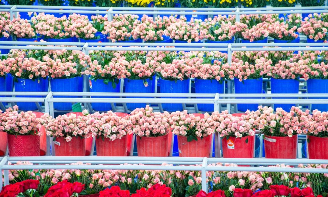 Flores de Colombia, protagonistas de San Valentín_ conozca las millonarias cifras (2)