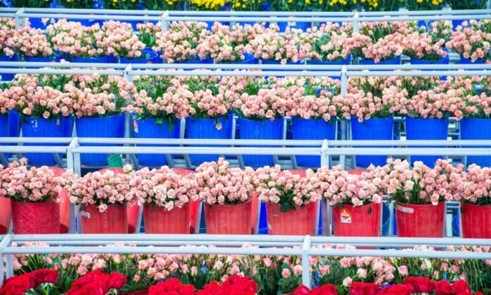 Flores de Colombia, protagonistas de San Valentín_ conozca las millonarias cifras (2)