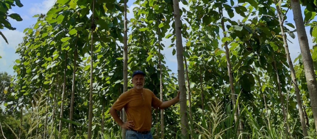 Inversión irlandesa impulsa el desarrollo del cultivo de teca en el Caribe colombiano