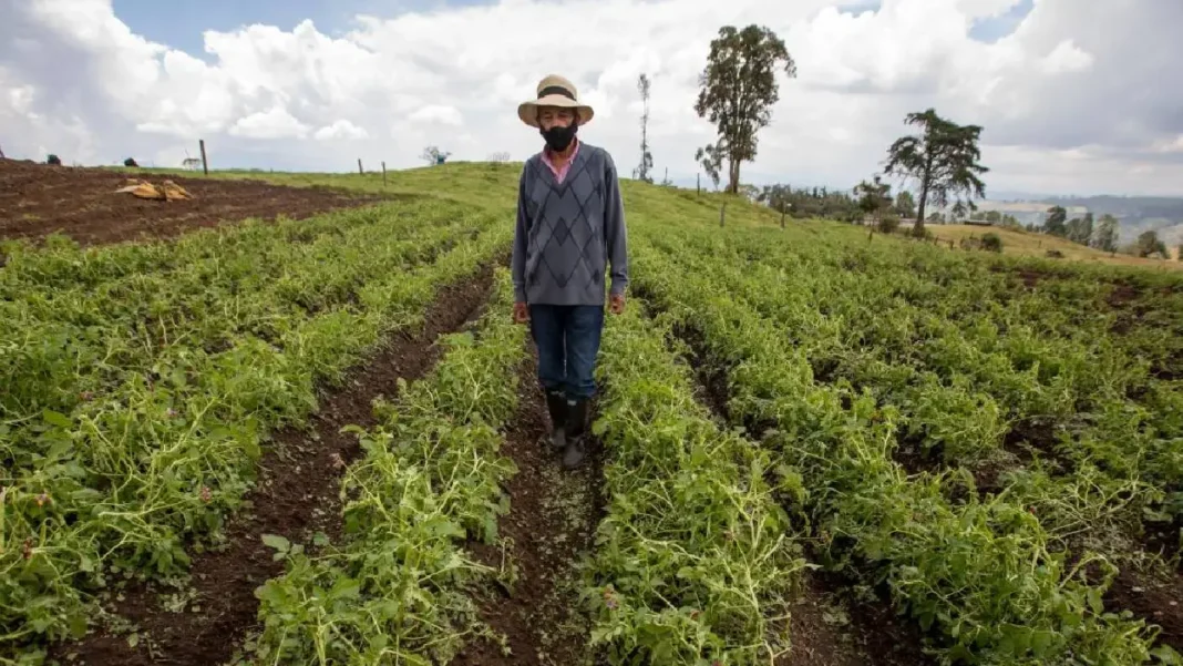 La Resolución del Ministerio de Agricultura sobre Áreas de Protección para la Producción de Alimentos: Desafíos y Oportunidades para la Agricultura en Colombia