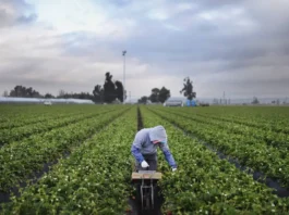 El impacto económico de la escasez de trabajadores inmigrantes en EE.UU.