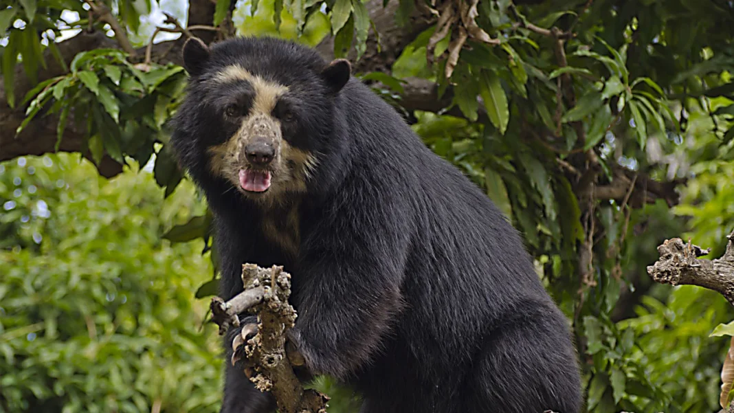 El Café Oso Andino ha obtenido la certificación Certified Andean Bear Friendly , destacándose como un café sostenible que protege el hábitat del Oso Andino y mejora la calidad de vida de las familias caficultoras en Colombia.