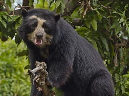 El Café Oso Andino ha obtenido la certificación Certified Andean Bear Friendly , destacándose como un café sostenible que protege el hábitat del Oso Andino y mejora la calidad de vida de las familias caficultoras en Colombia.