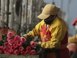 Exportación de flores colombianas a Estados Unidos: un alivio para el sector floricultor