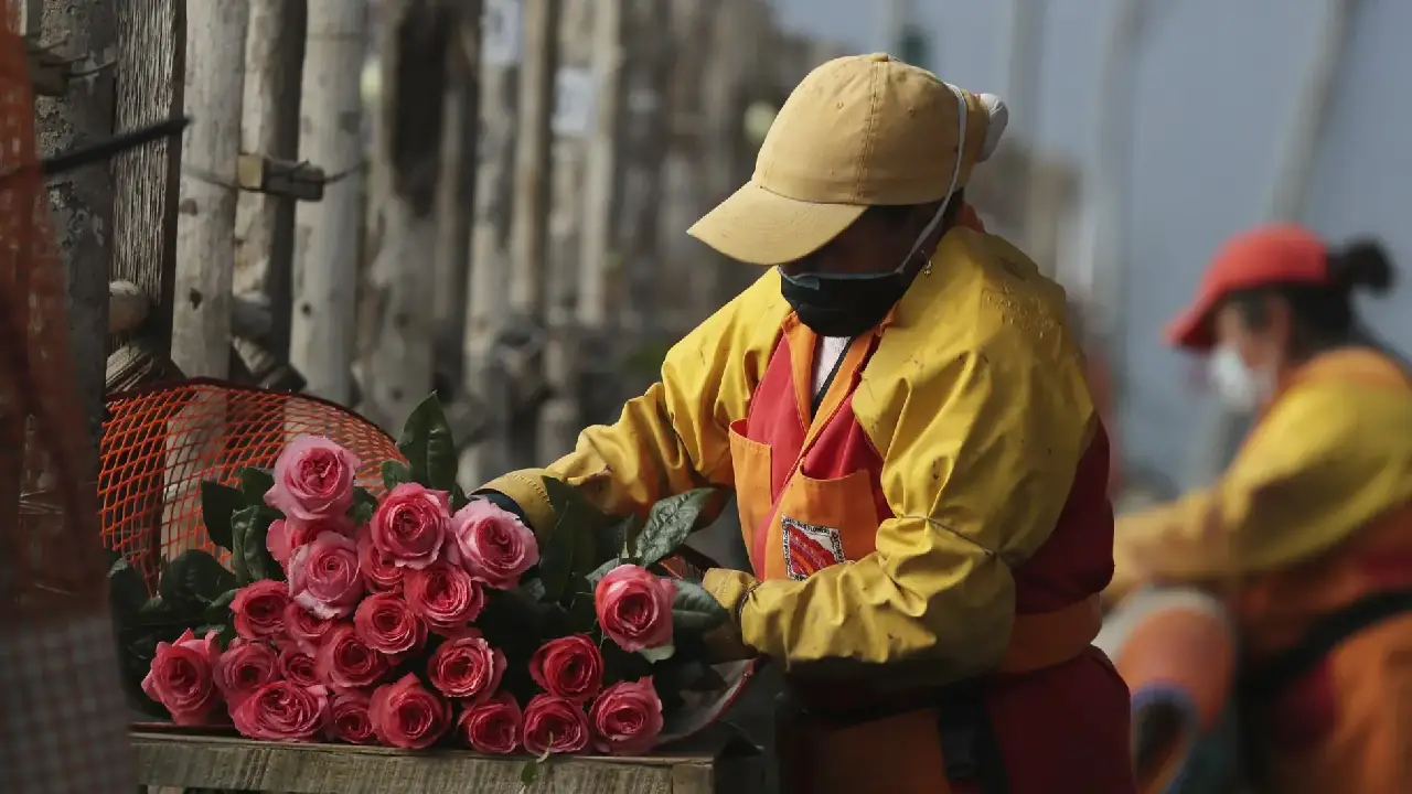 Exportación de flores colombianas a Estados Unidos: un alivio para el sector floricultor