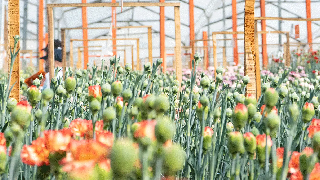 Exportación de flores colombianas a Estados Unidos: un alivio para el sector floricultor