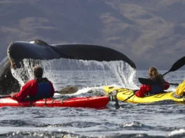 BALLENA JOROBADA