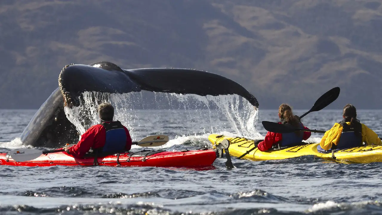 BALLENA JOROBADA