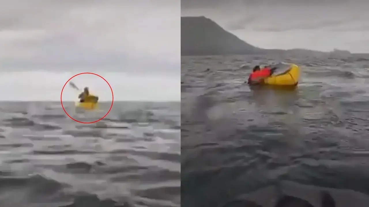 Joven kayakista es tragado y expulsado por una ballena en Punta Arenas