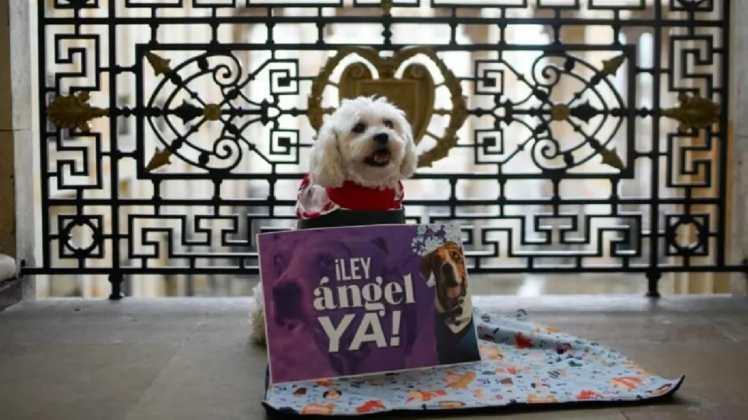 Qué es, cuál es y desde cuándo entra en vigor la Ley Ángel