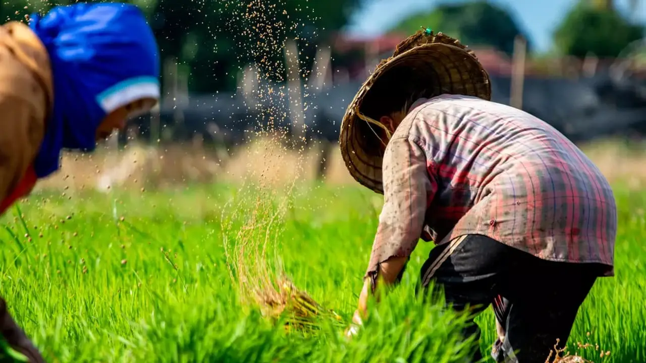 Reivindicaciones de los productores de arroz: ajustes en precios y apoyo gubernamental urgente