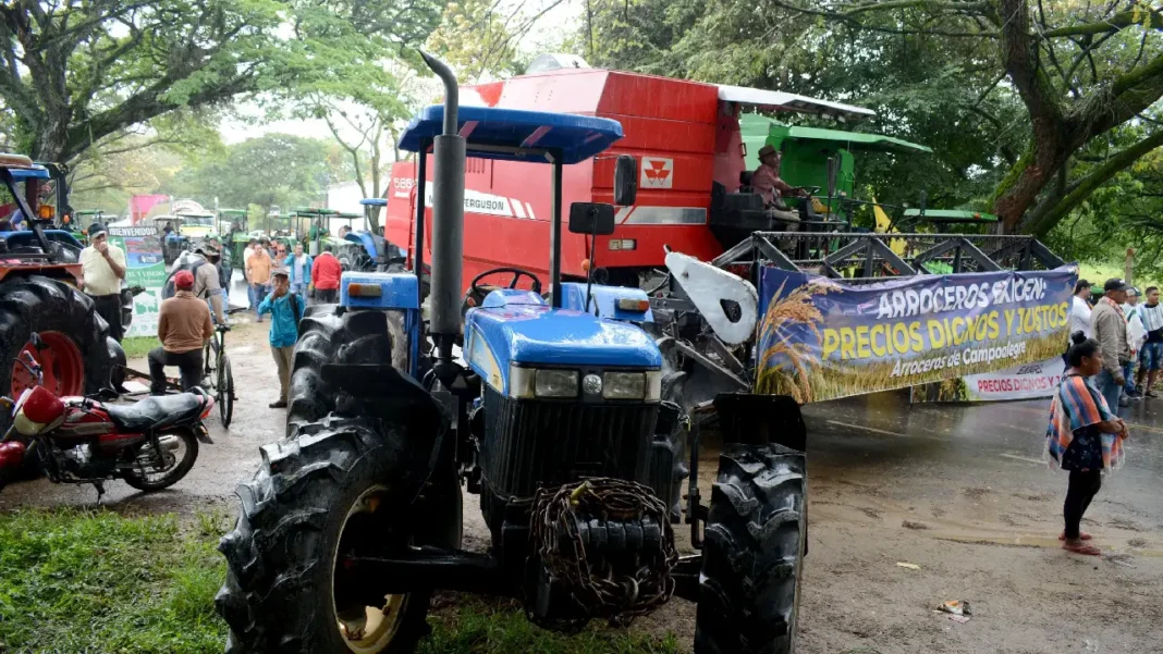 Reivindicaciones de los productores de arroz: ajustes en precios y apoyo gubernamental urgente