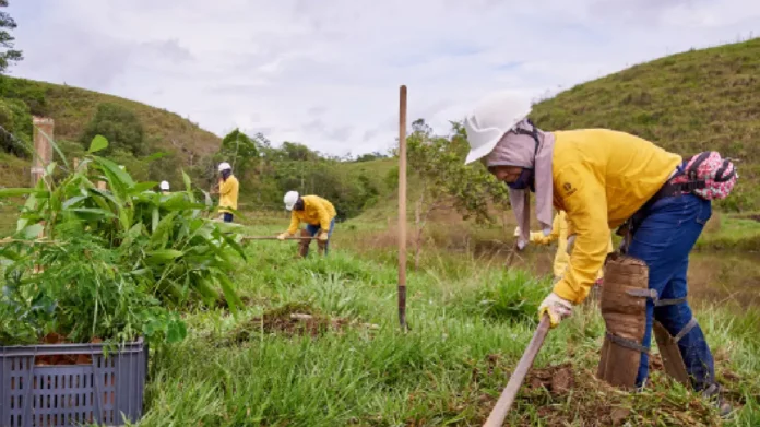 Restauración de bosques y generación de bonos de carbono en Colombia: un proyecto ecológico para combatir el cambio climático